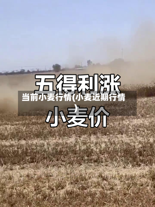 当前小麦行情(小麦近期行情)-第2张图片