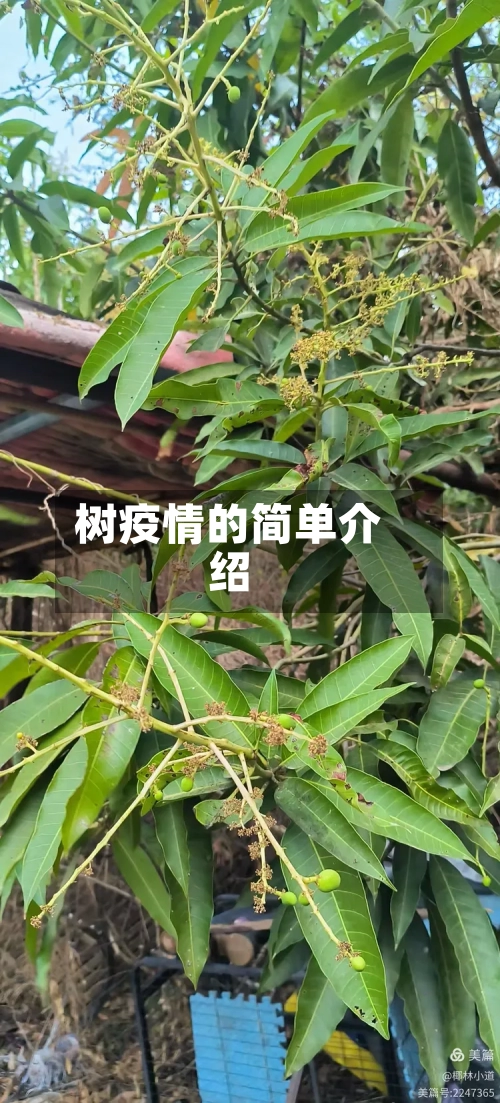 树疫情的简单介绍-第2张图片
