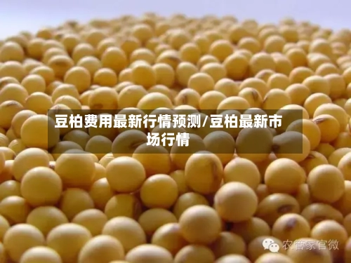 豆柏费用最新行情预测/豆柏最新市场行情-第1张图片