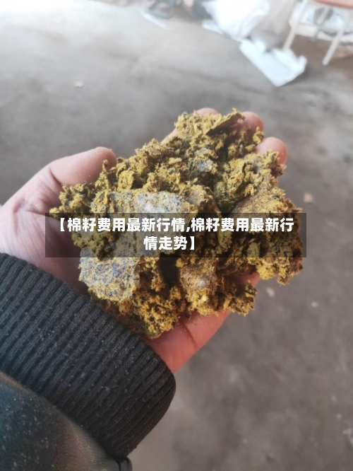 【棉籽费用最新行情,棉籽费用最新行情走势】-第1张图片