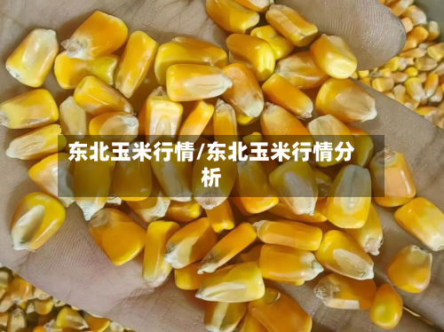东北玉米行情/东北玉米行情分析-第2张图片