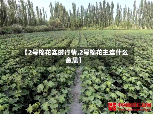 【2号棉花实时行情,2号棉花主连什么意思】-第3张图片
