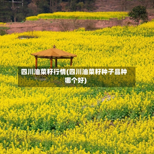 四川油菜籽行情(四川油菜籽种子品种哪个好)-第1张图片