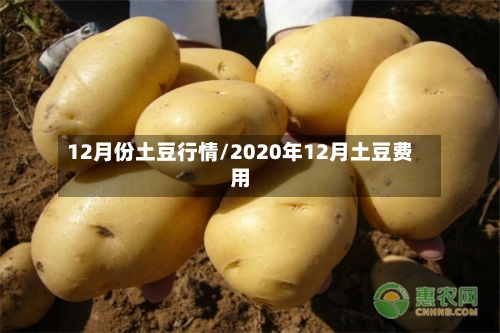 12月份土豆行情/2020年12月土豆费用-第2张图片