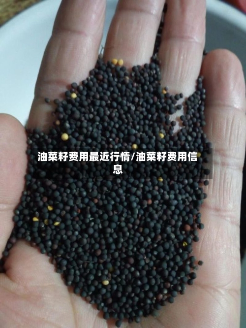 油菜籽费用最近行情/油菜籽费用信息-第1张图片