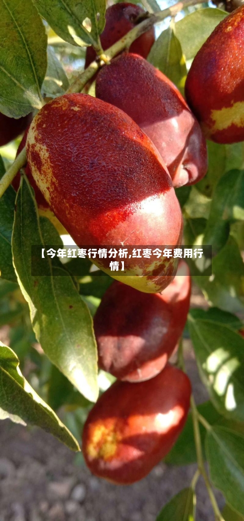 【今年红枣行情分析,红枣今年费用行情】-第2张图片