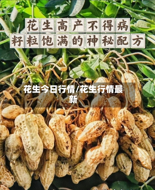 花生今日行情/花生行情最新-第2张图片