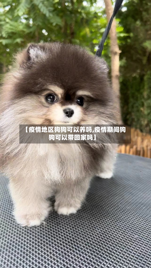 【疫情地区狗狗可以养吗,疫情期间狗狗可以带回家吗】-第2张图片